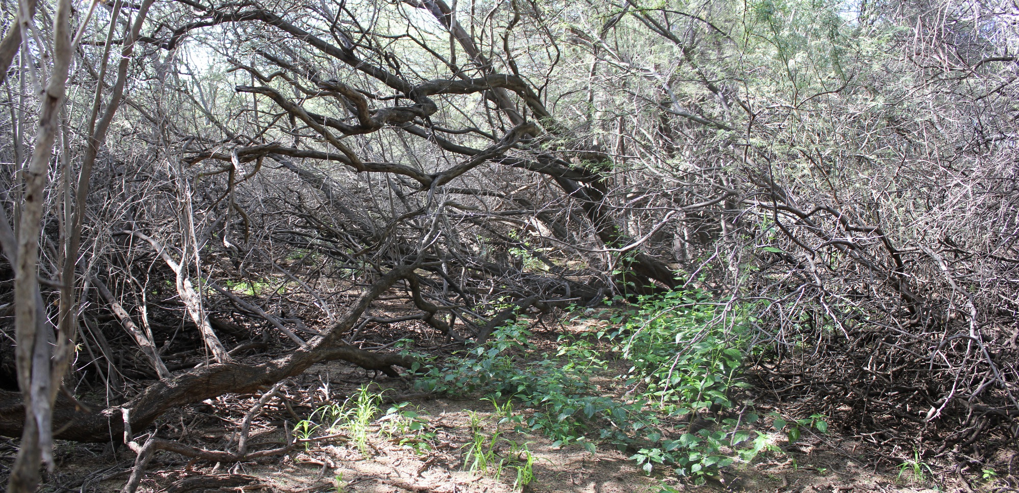 In the vicinity of the "crater"