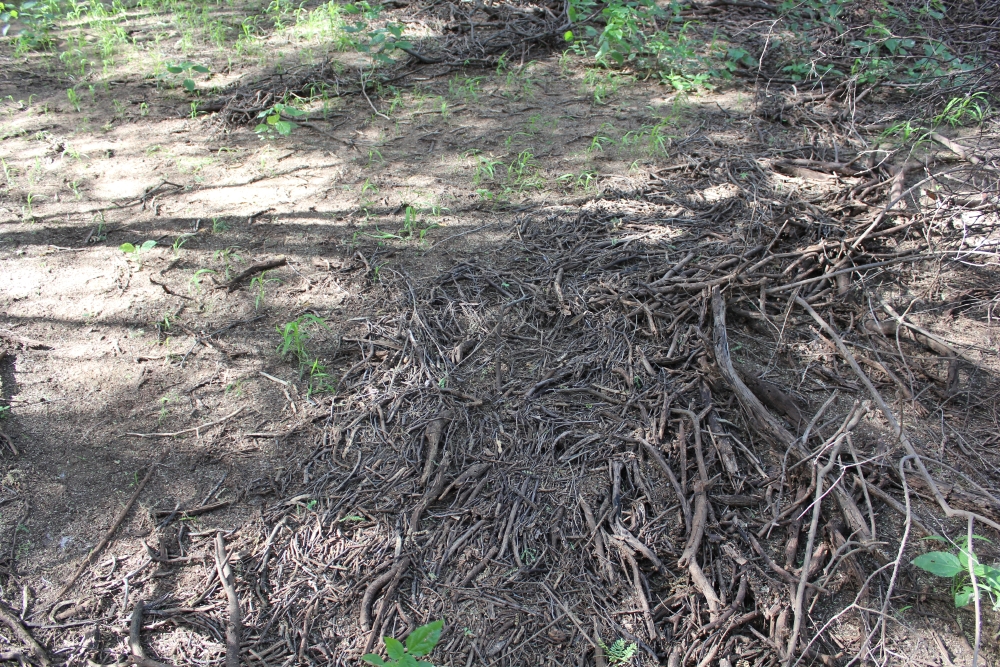 The ground